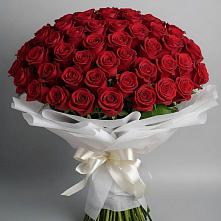 Букет 101 Красная роза Блэк Мэджик в Тюбе